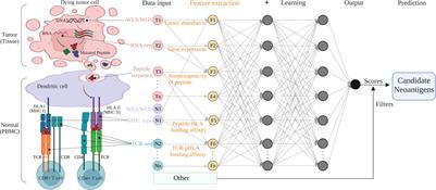 Frontiers Artificial Intelligence Applied In Neoantigen